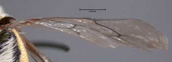 Media type: image;   Entomology 610798 Aspect: hind wing